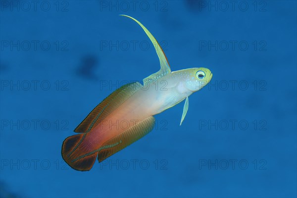 Red fire goby