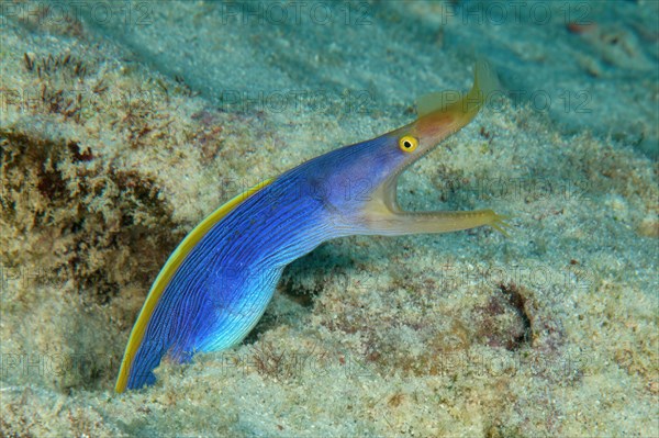 Close-up of blue yellow ribbon eel