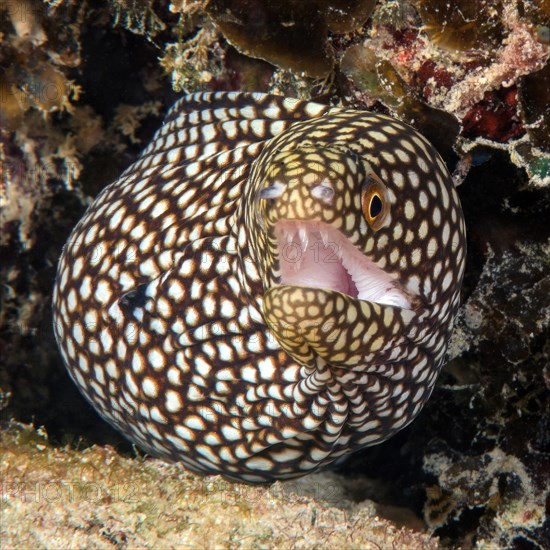 Turkey moray