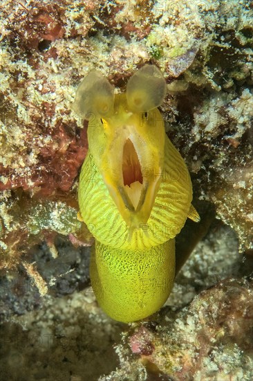 Extreme close-up of head of yellow ribbon eel