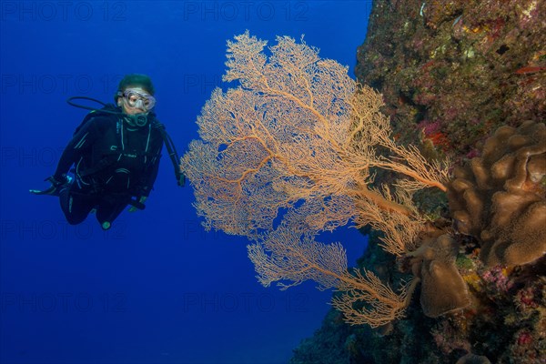Diver floating in reef on reef wall from volcanic origin of lava viewed large fan coral Horn coral