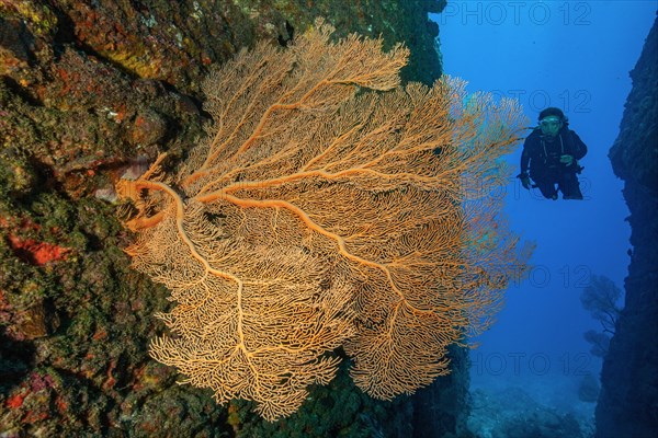 Diver floating through crevice canyon in reef on reef wall from volcanic origin of lava viewed large fan coral horn coral