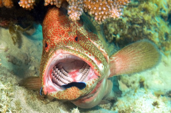 Symbiotic behaviour Symbiosis of jewel perch vermillion seabass