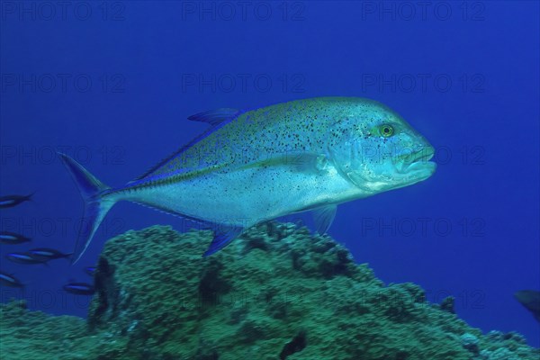 Bluefin trevally