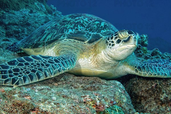 Sea turtle Green turtle