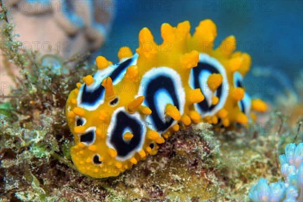 Nudibranch Eye-spotted warty snail