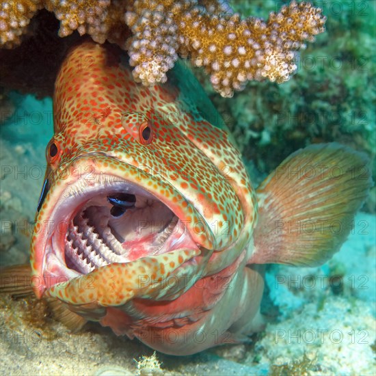 Symbiotic behaviour Symbiosis of jewel perch vermillion seabass