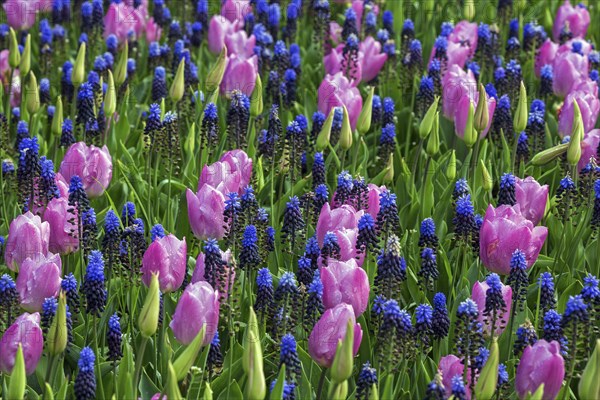 Flowering pink tulips