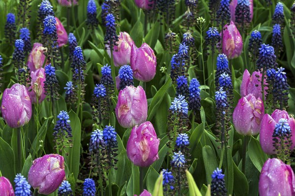 Flowering pink tulips