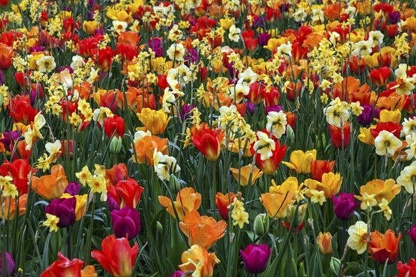 Blooming colourful flower field