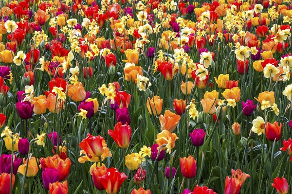 Blooming colourful flower field