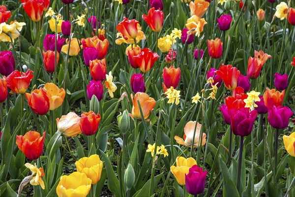 Blooming colourful flower field