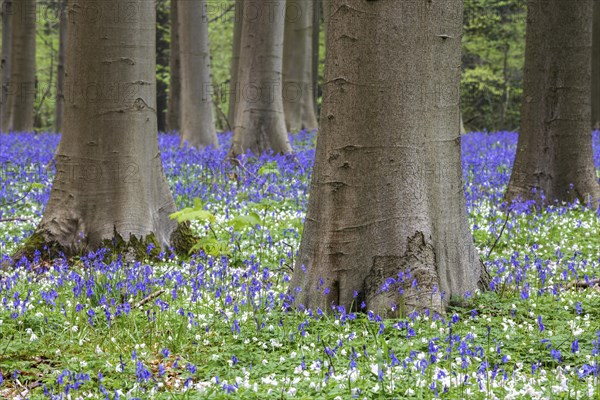 Blue flowering bluebells