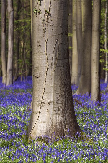 Blue flowering bluebells