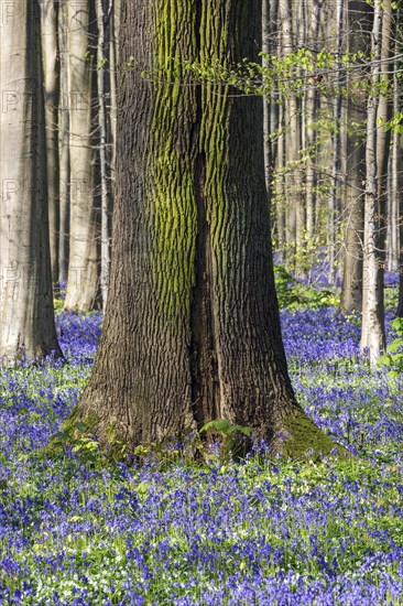 Blue flowering bluebell