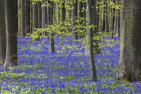 Blue flowering bluebells