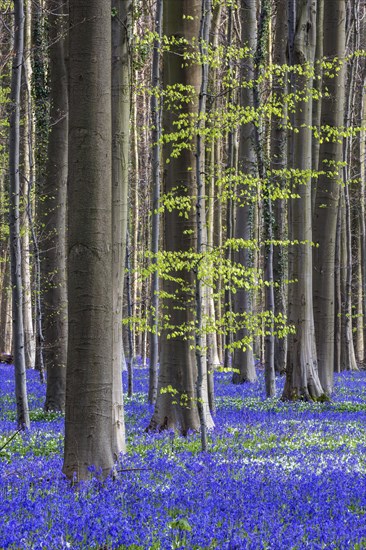 Blue flowering bluebells