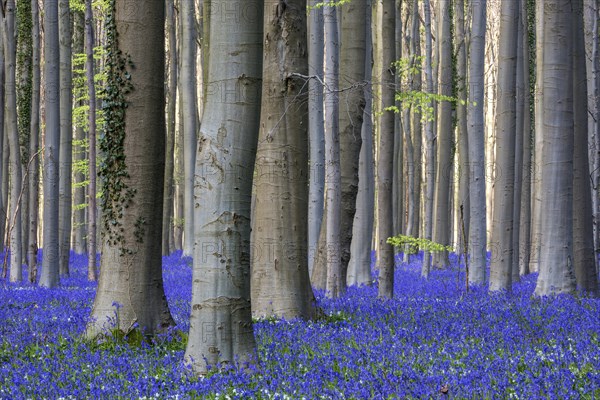 Blue flowering bluebells