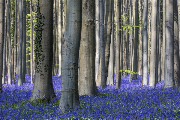 Blue flowering bluebells