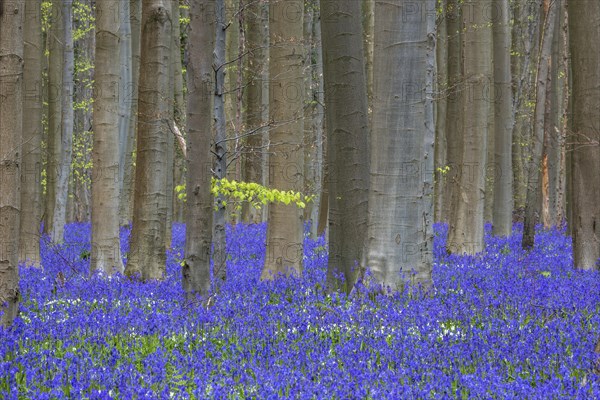 Blue flowering bluebells