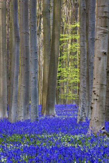 Blue flowering bluebells