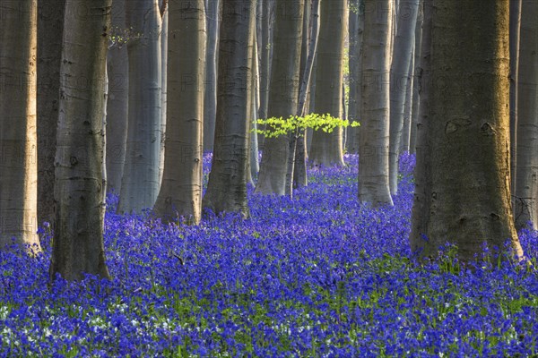 Blue flowering bluebells