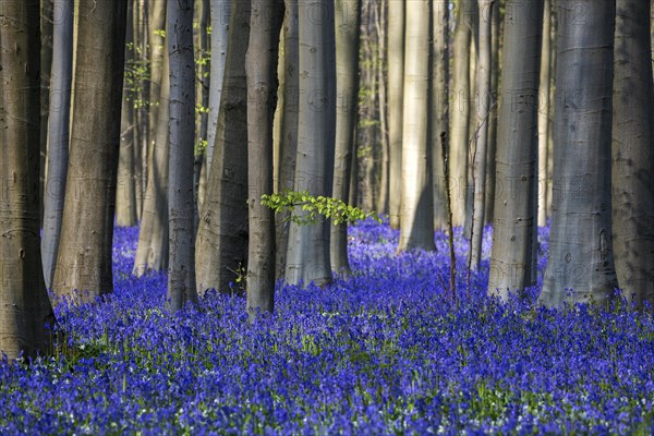 Blue flowering bluebells