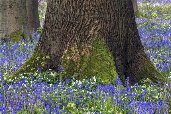 Blue flowering bluebells