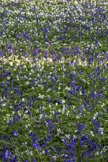 Flowering wood anemone