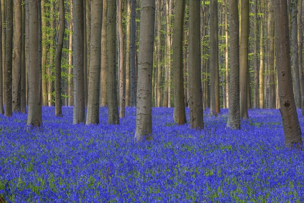 Blue flowering bluebells