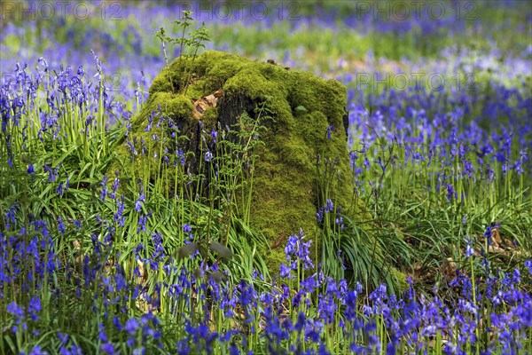 Tree stump overgrown with moss in the midst of blue flowering bluebells