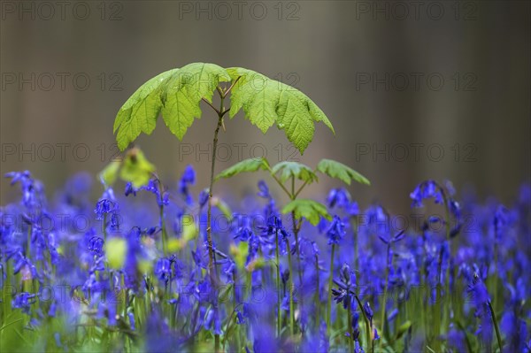 Young maple