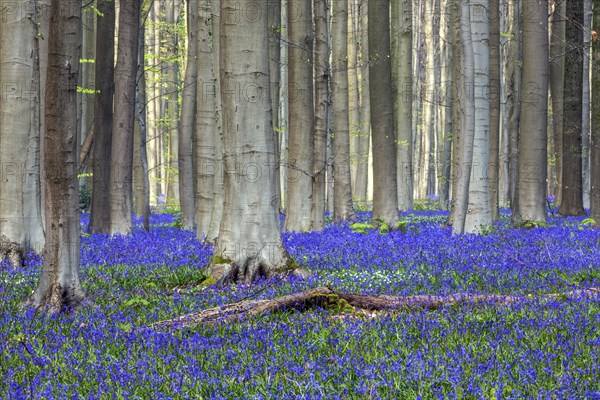 Blue flowering bluebells