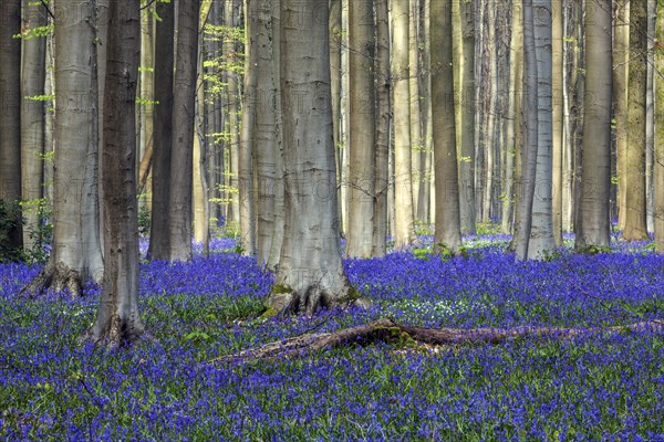 Blue flowering bluebells