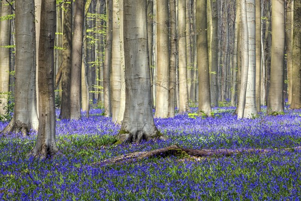 Blue flowering bluebells