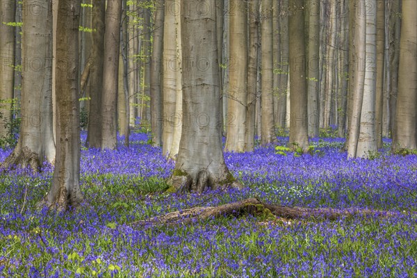 Blue flowering bluebells