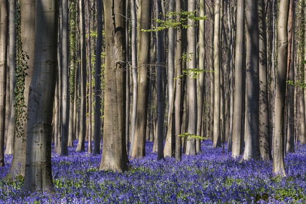 Blue flowering bluebells