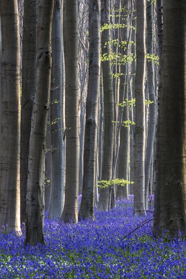 Blue flowering bluebells