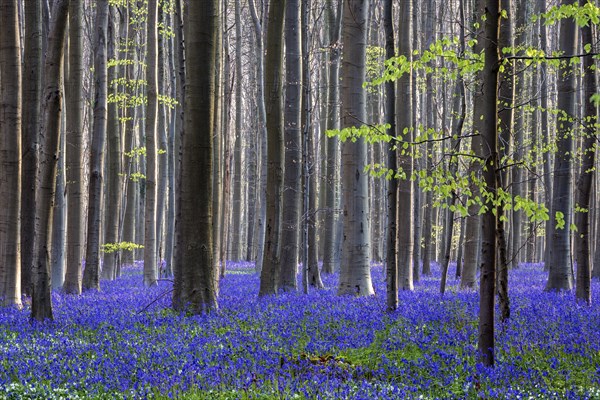 Blue flowering bluebells