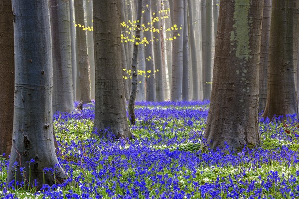 Blue flowering bluebells