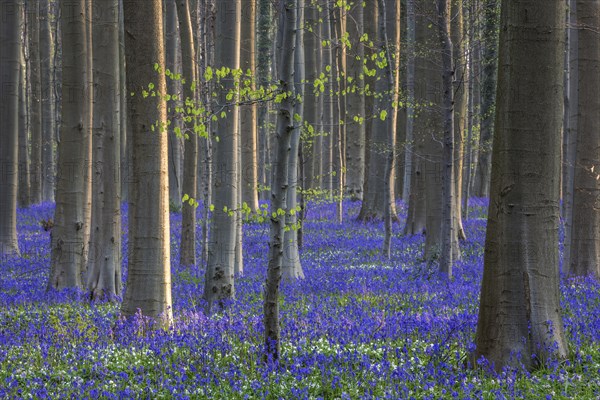 Blue flowering bluebells