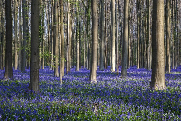 Blue flowering bluebells