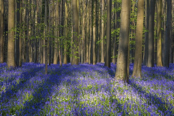 Blue flowering bluebells