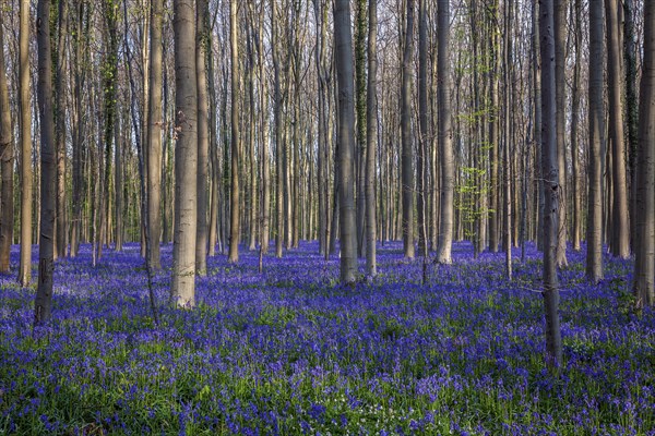 Blue flowering bluebells