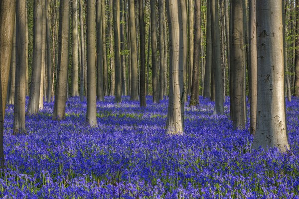 Blue flowering bluebells