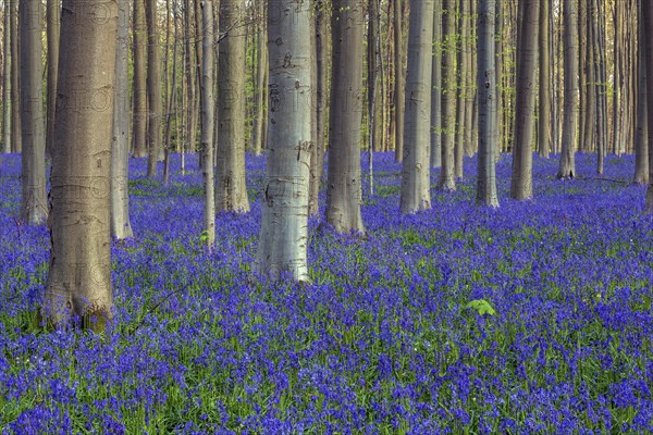 Blue flowering bluebells