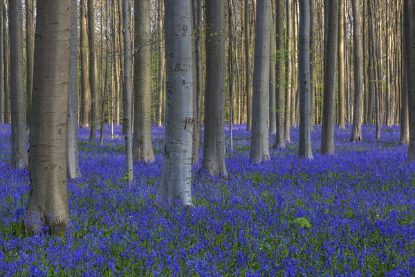 Blue flowering bluebells