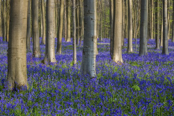 Blue flowering bluebells