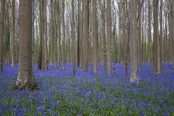 Blue flowering bluebells