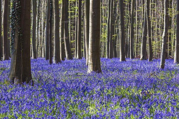 Blue flowering bluebells